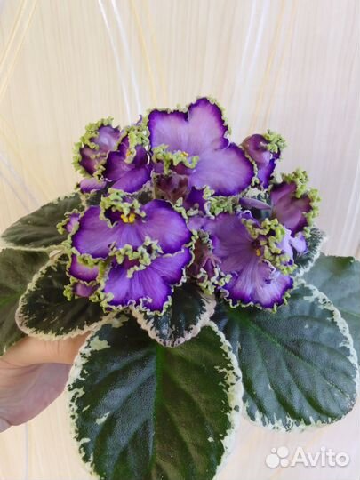 Набор сортовых фиалок