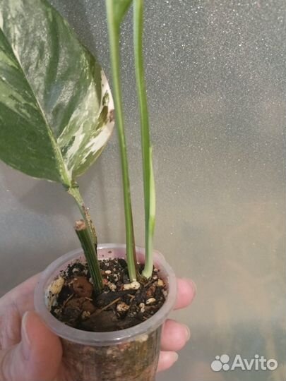 Эпипремнум пиннатум вайт