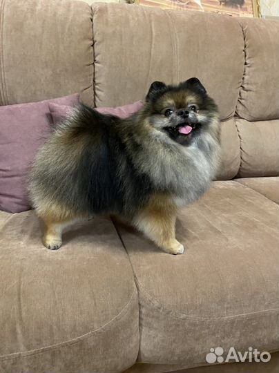 Шпиц кобель вязка