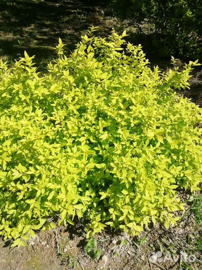 Спирея японская Little Princess Р9