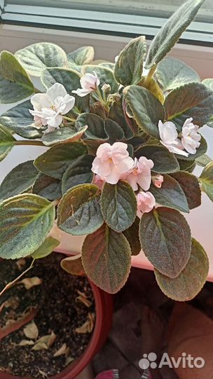 Фиалки цветущие в горшке