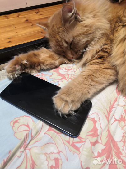 Кошки