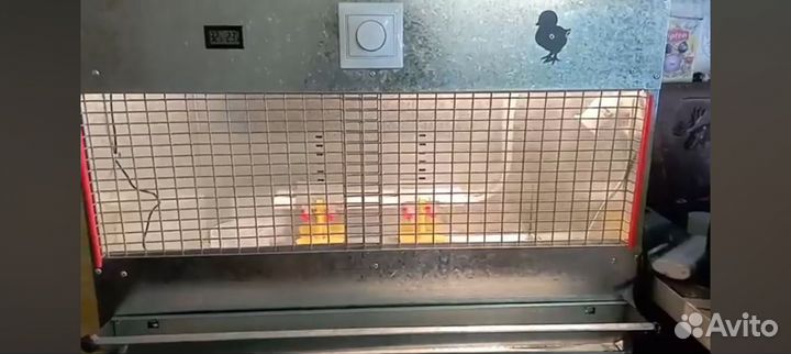 Брудер для цыплят