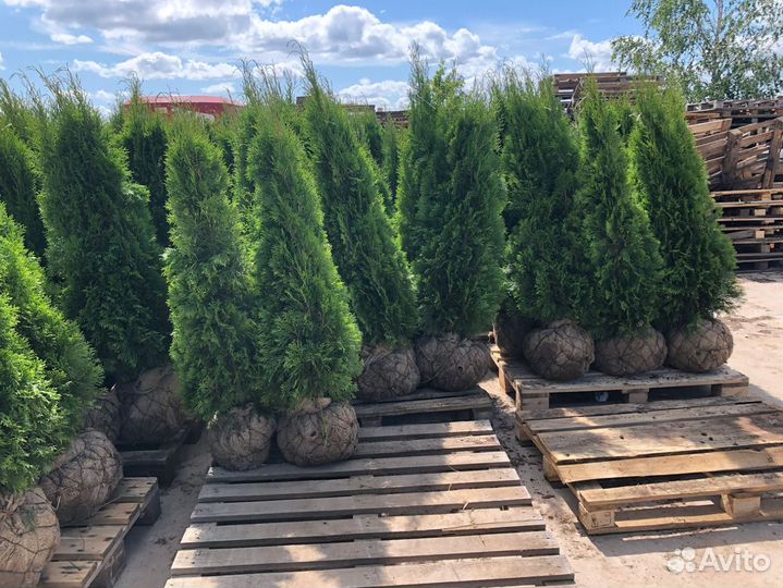 Туя Смарагд, Колумна, Брабант опт