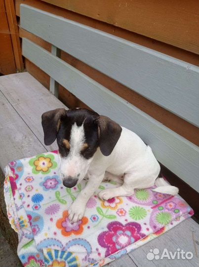 Щенки джек Рассел терьер