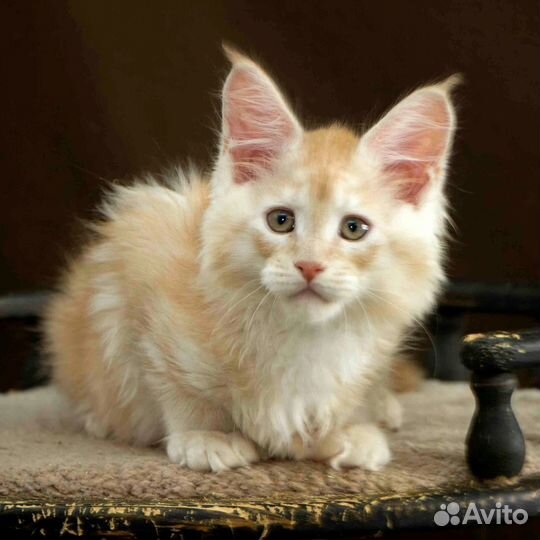 Мейн-кун полидакт 66/66