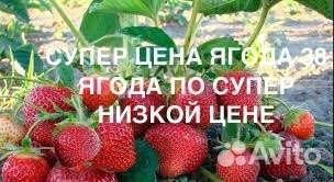 Клубника