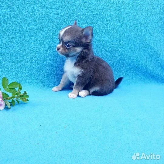 Щенки чихуахуа. Мини и стандарт