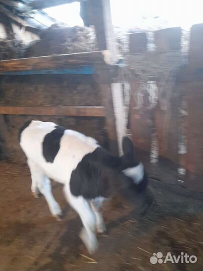 Телята бычки