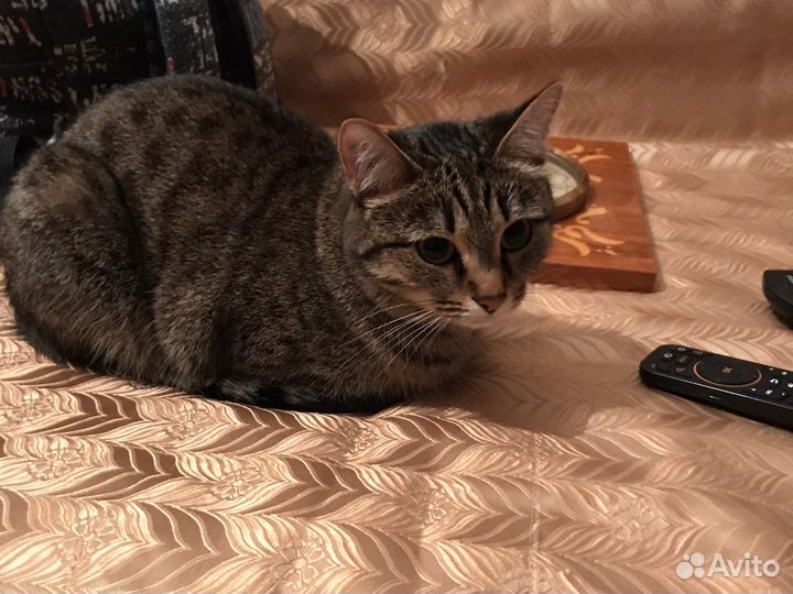 Отдам даром бесплатно в дар котята