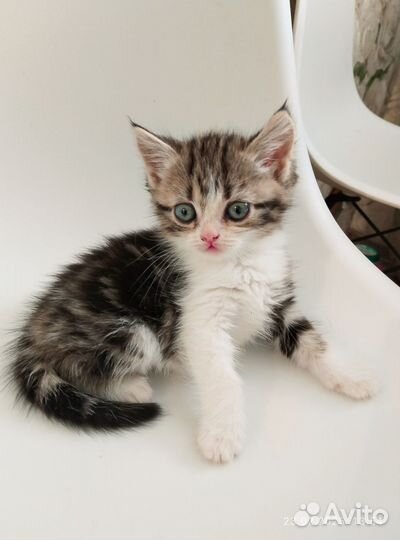 Британские котята