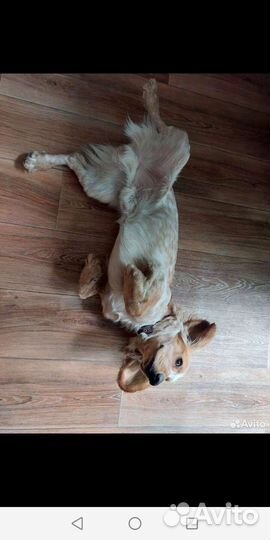 Русский охотничий спаниель