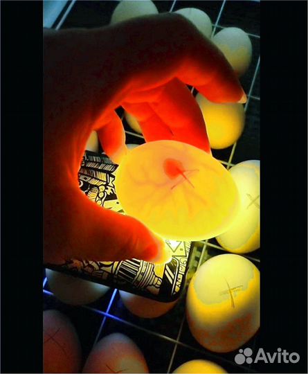 Инкубатор новый