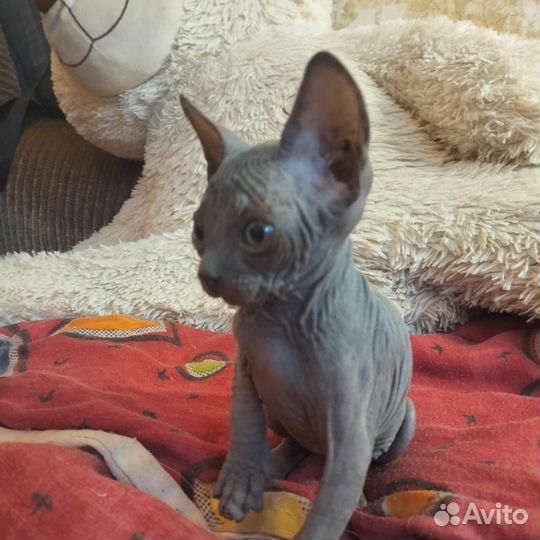 Канадский сфинкс котенок