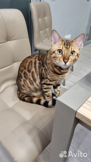 Бенгальский кот