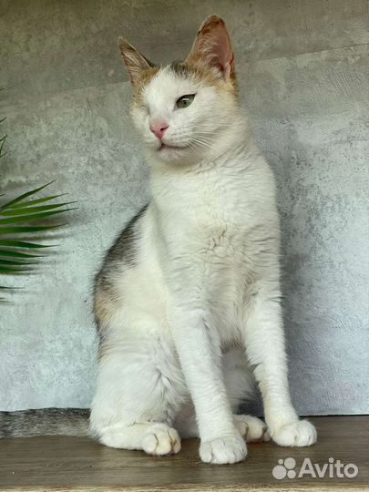 Кошка 7 мес в добрые руки