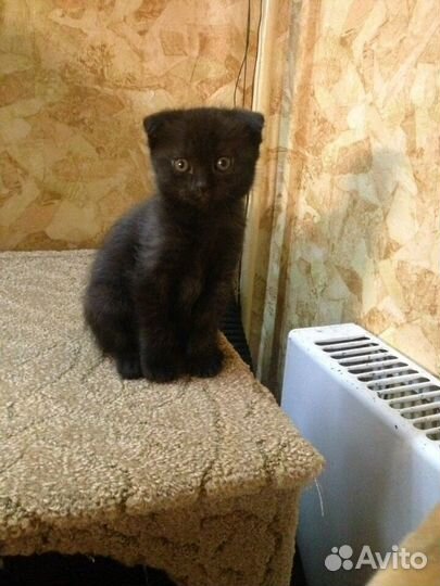 Шотландский кот приглашает на вязку