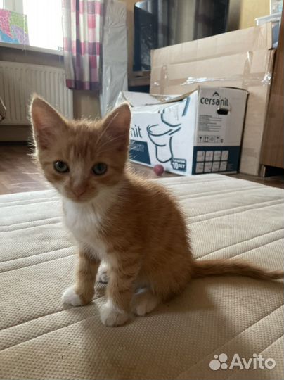 Кошка в дар