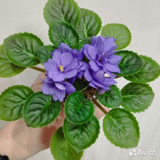 Цветущие фиалки