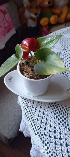 Комнатные цветы антуриум