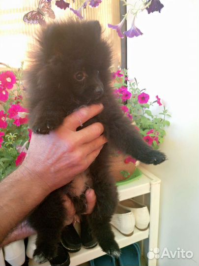 Померанский шпиц