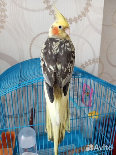 Попугай корелла