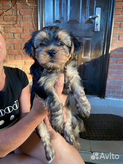 Йоркширский терьер