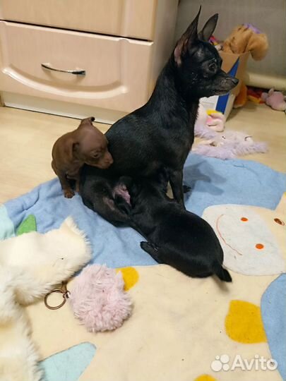 Мини той-терьер