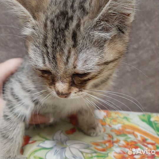 Котенок, девочка