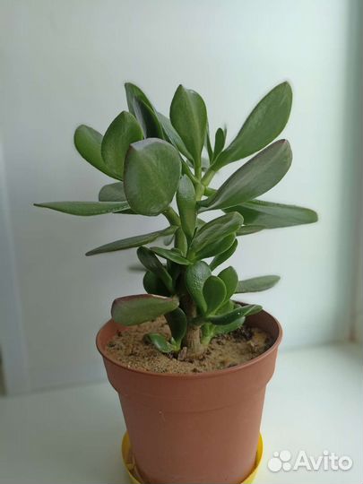 Пахистахис Толстянка Колеос Фиалка