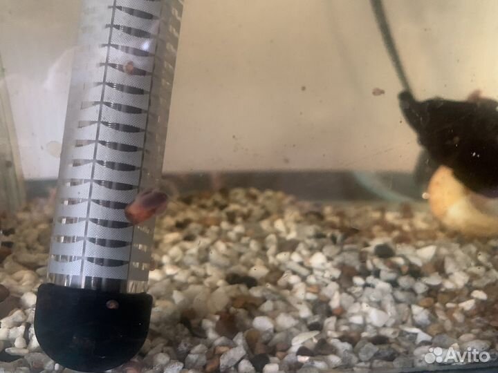 Улитки катушки