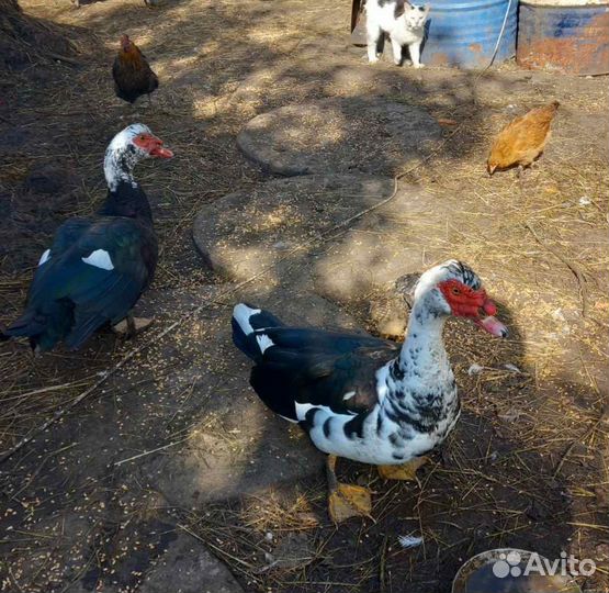 Индоутки и индоселезни