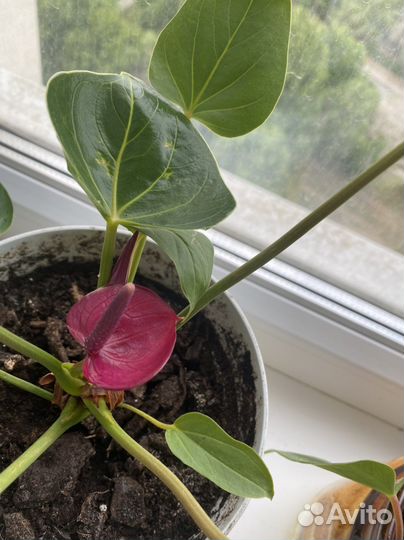 Антуриум фиолетовый