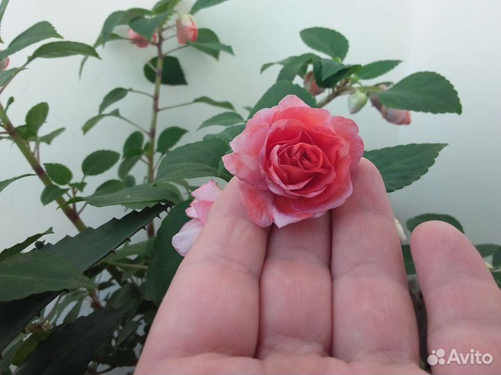 Бальзамин цветущий