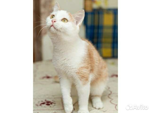 Кот 1 год