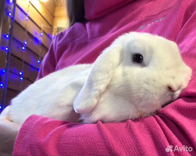 Передержка кролика