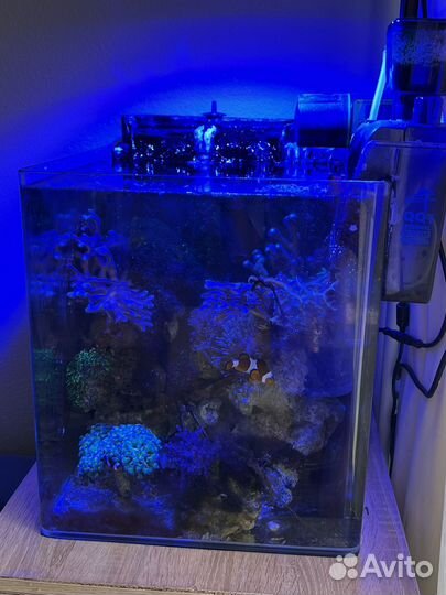 Морской аквариум 60л с живностью
