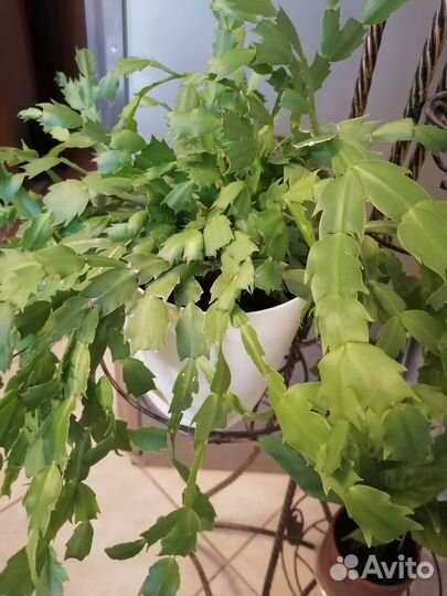 Декабрист шлюмбергера