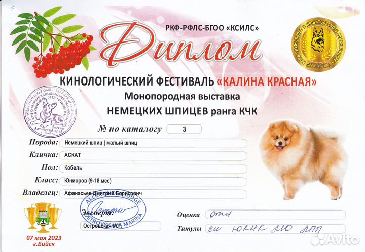 Шпиц вязка