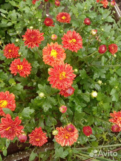 Хризантемы мультифлора