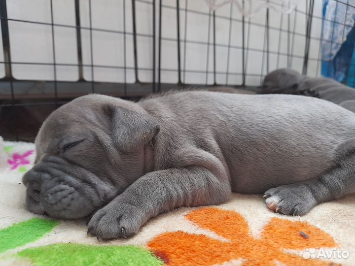 Французский бульдог