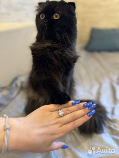 Шотландская вислоухая