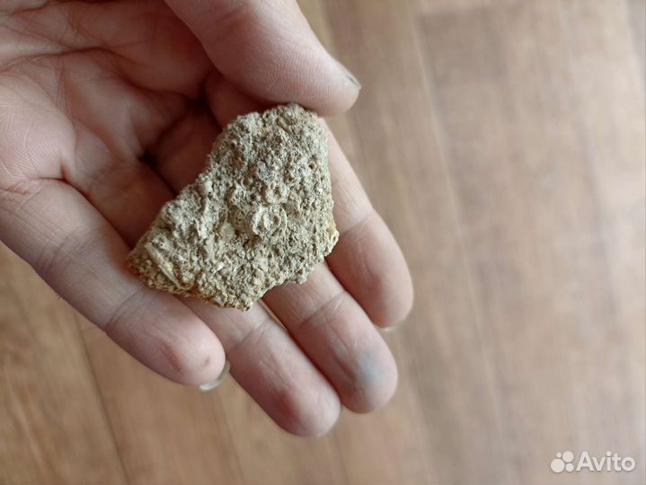 Окаменелости членики лилии 320 млн лет