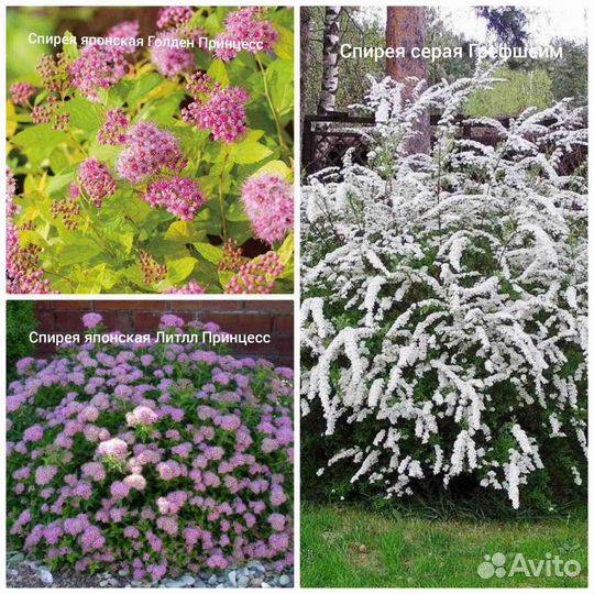 Саженцы растений для малоуходного сада