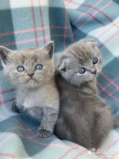 Британская кошка