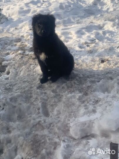 Щенок в добрые руки