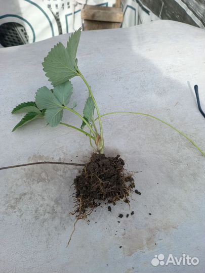 Рассада клубники Азия Альба Клэри