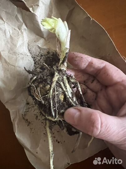 Лилия Гигант саженцы луковицы