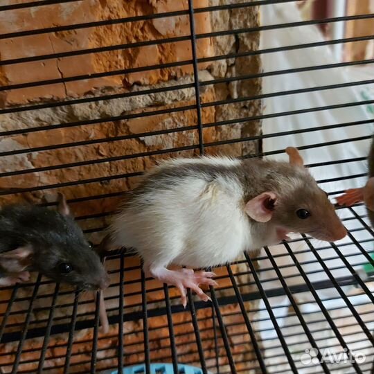 Декоративная крыса дамбо