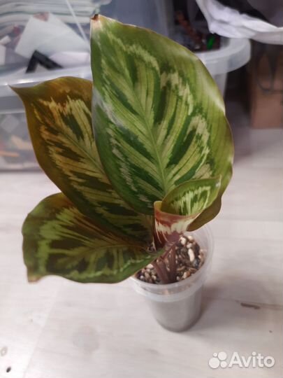 Калатея контравенестра